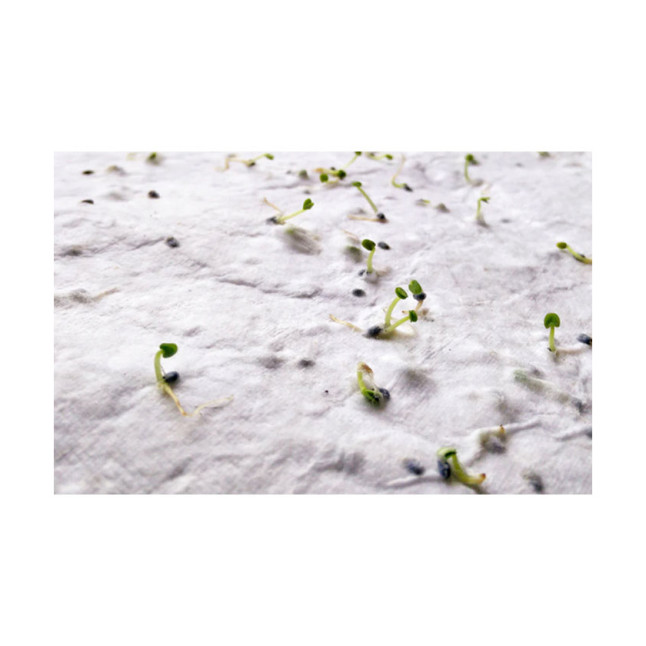 Arkusz A6 z nasionami kwiatów ASIDO