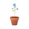 Doniczka, niezapominajka FORGET ME NOT