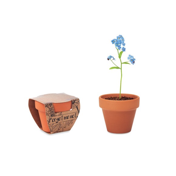 Doniczka, niezapominajka FORGET ME NOT