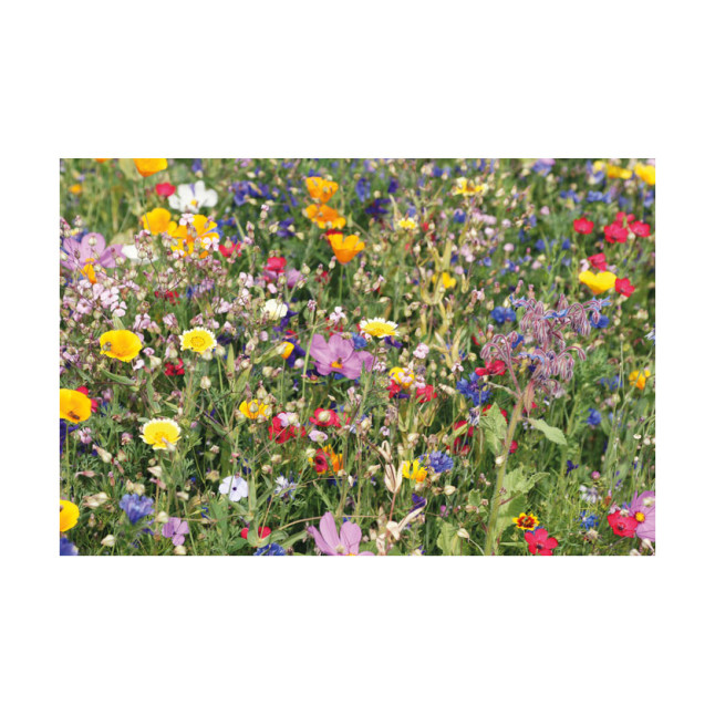 Mieszanka nasion kwiatów SEEDLOPE