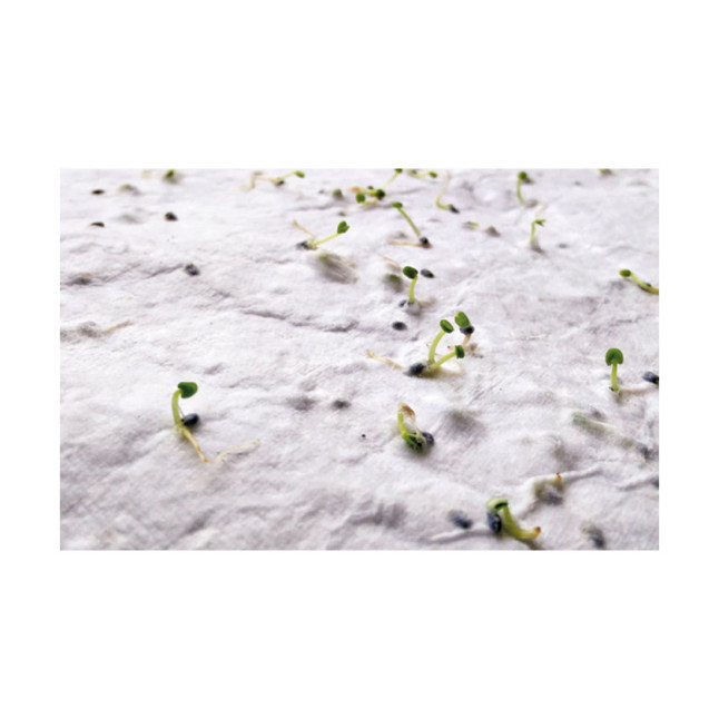 Wizytówka z nasionami dzikich kwia ASIDA