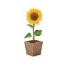 Zestaw do uprawy słonecznika SUNFLOWER KIT Zestaw do uprawy słonecznika SUNFLOWER KIT