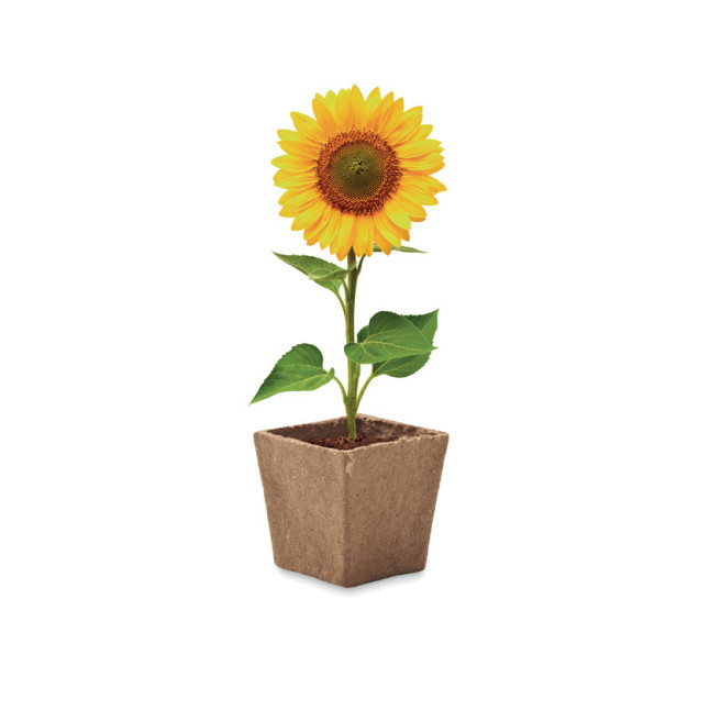 Zestaw do uprawy słonecznika SUNFLOWER KIT