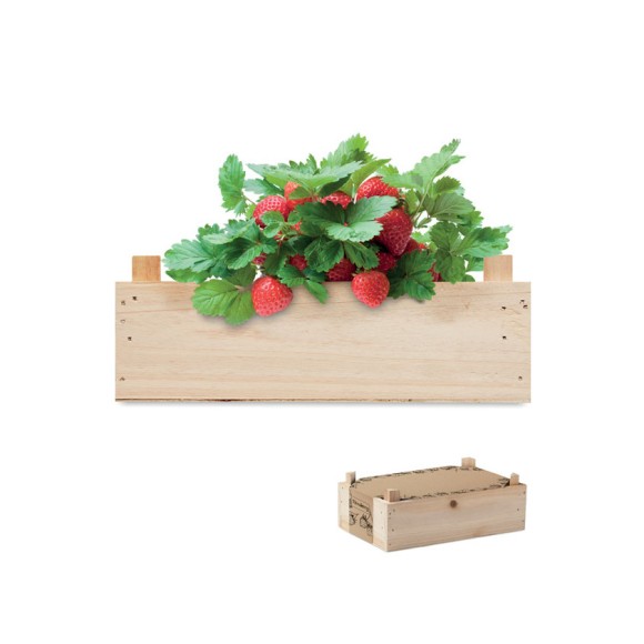 Zestaw do uprawy truskawek STRAWBERRY Zestaw do uprawy truskawek STRAWBERRY